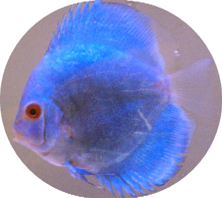 Brilliant Blue Diamond Discus Fish 2-3 Inch Brilliant Blue Diamond Discus Fish 2-3 Inch